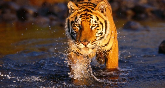 Tiger in Ranthambore