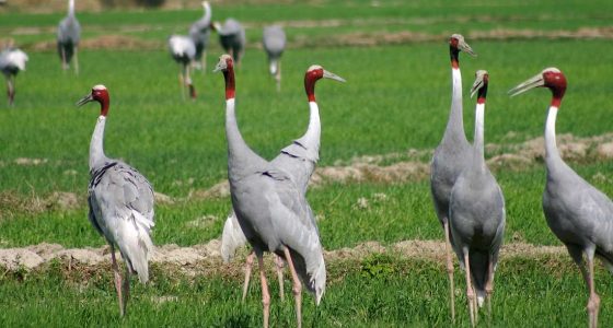 Bharatpur Bird Watching